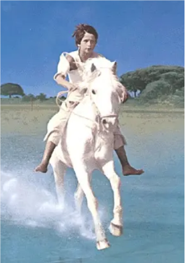 白駿馬