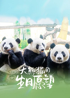 大熊貓的生日愿望