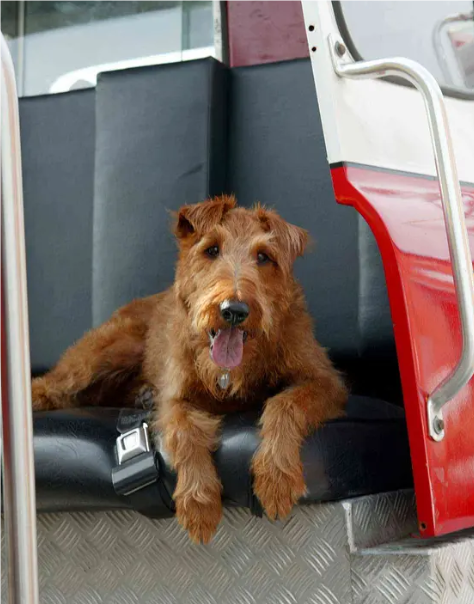犬吠英雄