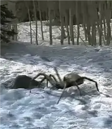 冰雪巨蛛